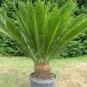 Cycas Tree 10 PCS Seeds