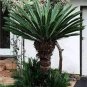 Cycas Tree 10 PCS Seeds