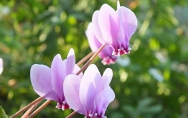 Cyclamen Flower,Beautiful Seed Flower Flores for Home 100 PCS Seeds