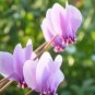 Cyclamen Flower,Beautiful Seed Flower Flores for Home 100 PCS Seeds