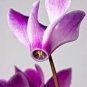 Cyclamen Flower,Beautiful Seed Flower Flores for Home 100 PCS Seeds