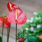 Cyclamen Flower,Beautiful Seed Flower Flores for Home 100 PCS Seeds