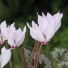 Cyclamen Hederifolium White Flower 6 PCS Seeds Cyclamen Hederifolium White Flower 6 PCS Seeds