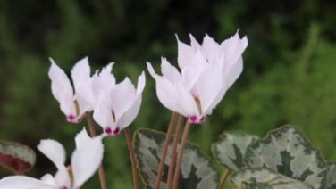 Cyclamen Hederifolium White Flower 6 PCS Seeds