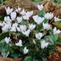 Cyclamen Hederifolium White Flower 6 PCS Seeds