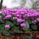 Cyclamen Mixed 4 Colors Pink Light Pink Purple Bi-color Big Blooms Perennial Flowers 5 PCS Seeds Cyclamen Mixed 4 Colors Pink Light Pink Purple Bi-color Big Blooms Perennial Flowers 5 PCS Seeds