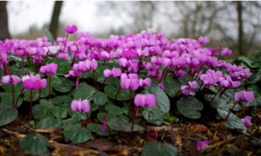 Cyclamen Mixed 4 Colors Pink Light Pink Purple Bi-color Big Blooms Perennial Flowers 5 PCS Seeds