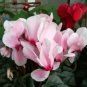 Cyclamen Mixed 4 Colors Pink Light Pink Purple Bi-color Big Blooms Perennial Flowers 5 PCS Seeds