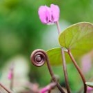 Cyclamen Perennial Hardy Flowers 10 PCS Seeds