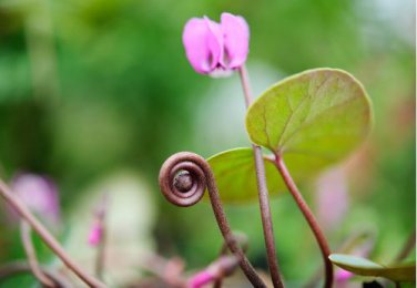 Cyclamen Perennial Hardy Flowers 10 PCS Seeds