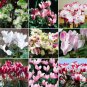 Cyclamen Perennial Hardy Flowers 10 PCS Seeds