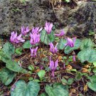 Cyclamen Purplish Red Light Purple Rose Red Rose Purple Mixed 4 Types 5 PCS Seeds