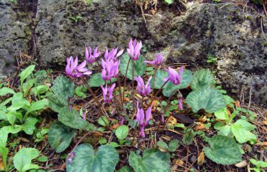 Cyclamen Purplish Red Light Purple Rose Red Rose Purple Mixed 4 Types 5 PCS Seeds