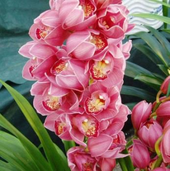 Cymbidium Floribundum Orchid 100 PCS Seeds