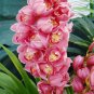 Cymbidium Floribundum Orchid 100 PCS Seeds