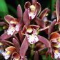 Cymbidium Floribundum Orchid 100 PCS Seeds