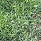 Cynodon Dactylon Grass Semente 500 PCS Seeds