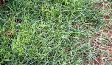 Cynodon Dactylon Grass Semente 500 PCS Seeds