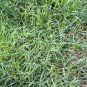 Cynodon Dactylon Grass Semente 500 PCS Seeds