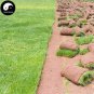 Cynodon Dactylon Grass Semente 500 PCS Seeds