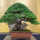 Cypress Trees Bonsai Perennial Courtyard Conifer Bonsais Plantas 50 PCS Seeds Cypress Trees Bonsai Perennial Courtyard Conifer Bonsais Plantas 50 PCS Seeds