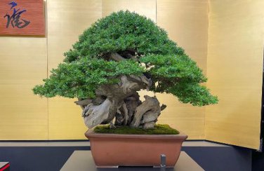 Cypress Trees Bonsai Perennial Courtyard Conifer Bonsais Plantas 50 PCS Seeds