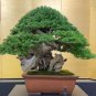 Cypress Trees Bonsai Perennial Courtyard Conifer Bonsais Plantas 50 PCS Seeds