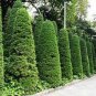 Cypress Trees Bonsai Perennial Courtyard Conifer Bonsais Plantas 50 PCS Seeds