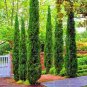 Cypress Trees Bonsai Perennial Courtyard Conifer Bonsais Plantas 50 PCS Seeds