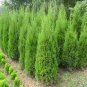 Cypress Trees Bonsai Perennial Courtyard Conifer Bonsais Plantas 50 PCS Seeds