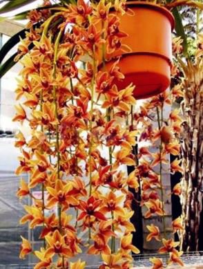 Cymbidium Floribundum Orchid 100 PCS Seeds