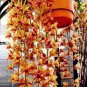 Cymbidium Floribundum Orchid 100 PCS Seeds