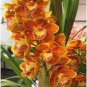 Cymbidium Floribundum Orchid 100 PCS Seeds