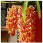 Cymbidium Floribundum Orchid 100 PCS Seeds