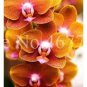 Cymbidium Floribundum Orchid 100 PCS Seeds