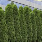 Cypress Trees Platycladus Orientalis Oriental Arborvitae Plants 50 PCS Seeds Cypress Trees Platycladus Orientalis Oriental Arborvitae Plants 50 PCS Seeds