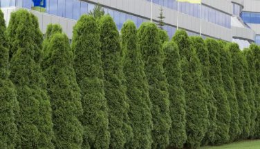 Cypress Trees Platycladus Orientalis Oriental Arborvitae Plants 50 PCS Seeds