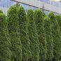Cypress Trees Platycladus Orientalis Oriental Arborvitae Plants 50 PCS Seeds