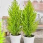 Cypress Trees Platycladus Orientalis Oriental Arborvitae Plants 50 PCS Seeds