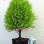 Cypress Trees Platycladus Orientalis Oriental Arborvitae Plants 50 PCS Seeds