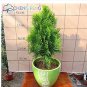 Cypress Trees Platycladus Orientalis Oriental Arborvitae Plants 50 PCS Seeds