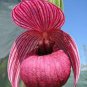 Cypripedium Macranthos Fairy Slipper Orchid 100 PCS Seeds