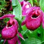 Cypripedium Macranthos Fairy Slipper Orchid 100 PCS Seeds