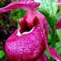 Cypripedium Macranthos Fairy Slipper Orchid 100 PCS Seeds