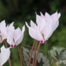 Cyprus Cyclamen Hederifolium 6 PCS Seeds Cyprus Cyclamen Hederifolium 6 PCS Seeds