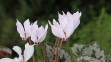Cyprus Cyclamen Hederifolium 6 PCS Seeds