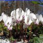 Cyprus Cyclamen Hederifolium 6 PCS Seeds