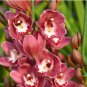 Cymbidium Floribundum Orchid 100 PCS Seeds