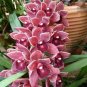 Cymbidium Floribundum Orchid 100 PCS Seeds