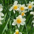 Daffodil Bulbs Narcissus Aquatic Plants Double Flowers Light Fragrant 2 PCS Seeds Daffodil Bulbs Narcissus Aquatic Plants Double Flowers Light Fragrant 2 PCS Seeds